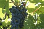 James Arthur Vineyards