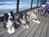 NINE OCEANFRONT PET FRIENDLY COTTAGES!::PetFriendly.com