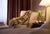 Four Points by Sheraton Hotel and Suites Allentown Jetport from Travelocity.com