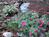 Laurel Springs Lodge B&B::BedAndBreakfast.com
