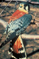 Tn-250px-americankestrel65