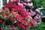 Pheasant Hill Inn::BedAndBreakfast.com