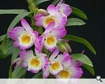 Akatsuka Orchid Gardens