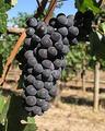 Tn-pd-chehalem-pinot-noir-grapes