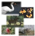 Aransas National Wildlife Refuge