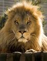 The Conservator's Center