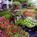 Holiday Inn Naples::ProfessionalTravelGuide.com