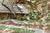 Westgate River Ranch::Priceline.com