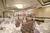Crowne Plaza Hotel St. Louis::Orbitz
