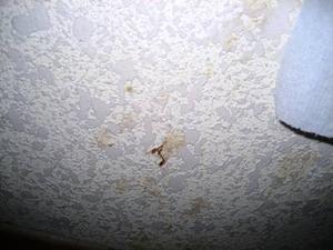 Web-days_inn_180013_3_10302007_1110107986_500