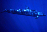 Pacific Whale Foundation