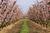 Blossom Trail::About.com