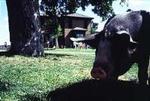 Oliver H Kelley Farm
