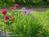 Meadowlark Inn::BedAndBreakfast.com