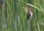 Horicon Marsh - Little Everglades of the North from Birddigiscoping.com