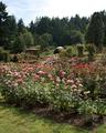 International Rose Test Garden
