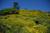 Point Lobos State Reserve from Farm1.static.flickr.com