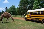 Cherokee Trace Drive-Thru Wildlife Park