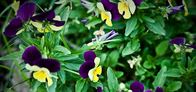 Yellow and Purple
Flowerse