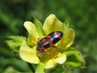 Sticky Cinquefoil