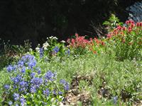 Utah Wildflowers in Bloom