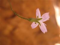 Wirelettuce - Utah wildflower Identification