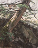 Valerie_amon_hillside_pine