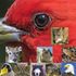 Wildlife_snippets_email_header