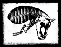 Foto de INSECTOTRÒPICS