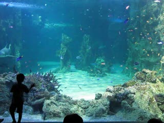 Aquarium.MOV