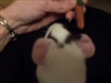 Guinea Not Interested In Carrot  Crunchies