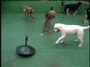 Exercise & Enrich you Pet