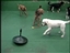 Exercise & Enrich you Pet