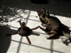This toy keeps her entertained for hours! its really funny to watch :)