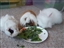 TREAT TIME Sasha Kasper & Phoebe