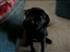 Zeus loves Alpo treats