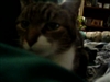 Talking cat