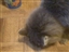 How Cats Celebrate the Fourth of July
