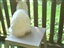 Four Cats On The Screened Porch