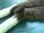 Pet video from Michele - Jul 18th, 08