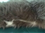 A Tuxedo In 90-Degree Weather
