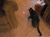 Dancing Dot