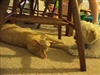 Rockstar & Frito playing