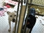 Oreo and Dinah - we need good homes.