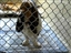 Dumpster, so sad because he was DUMPED by his owner