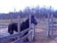 Our rescue horse we named Zeus romping around in the pasture.