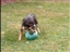 Wiggles Blue Heeler and Jolly Ball, July 2004