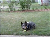 Wiggles is blind, but can catch a ball with SoundFlash! June 17, 2007