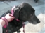 Nagi with her matching leash and collar
