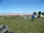 Pixie likes to sniff her way through the agility course. But we Q'd!